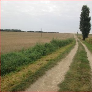 Chemin dans la campagne de Saintonge